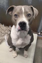 Shelter Stray Male Dog last seen Melody Lane & Cirby Way, Roseville City, CA, 200 Tahoe Ave, Roseville, CA 95678, USA