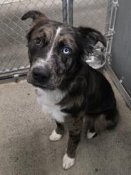 Shelter Stray Male Dog last seen Baseline Rd and Fiddyment Rd, Roseville City, CA, 200 Tahoe Ave, Roseville, CA 95678, USA
