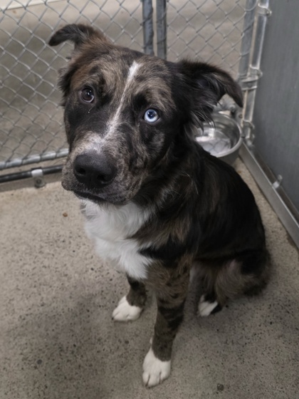 Shelter Stray Male Dog last seen Baseline Rd and Fiddyment Rd, Roseville City, CA, 200 Tahoe Ave, Roseville, CA 95678, USA
