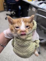 Shelter Stray Male Cat last seen Near Barrington Rd, 21215, MD, 2490 Giles Rd, Baltimore, MD 21225, USA