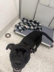 Shelter Stray Male Dog last seen Near Fulton Industrial Blvd NW, Atlanta, GA, 1251 Fulton Industrial Blvd NW, Atlanta, GA 30336, USA