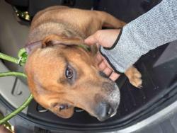 Shelter Stray Male Dog last seen Near Lithonia W Dr, Lithonia, GA 30058, 30058, GA, 3280 Chamblee Dunwoody Rd, Chamblee, GA 30341, USA