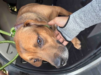 Shelter Stray Male Dog last seen Near Lithonia W Dr, Lithonia, GA 30058, 30058, GA, 3280 Chamblee Dunwoody Rd, Chamblee, GA 30341, USA