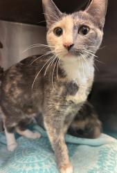 Shelter Stray Female Cat last seen , , GA, 3280 Chamblee Dunwoody Rd, Chamblee, GA 30341, USA