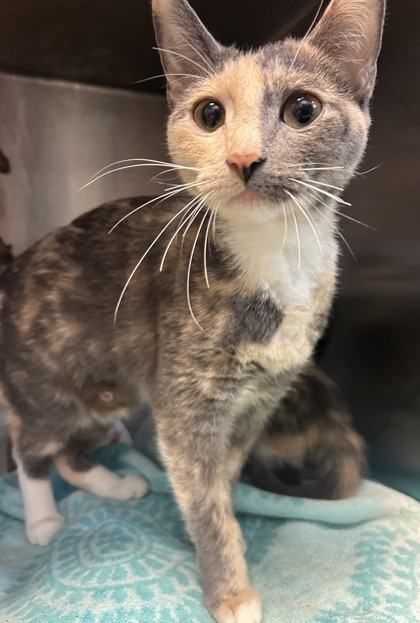 Shelter Stray Female Cat last seen , , GA, 3280 Chamblee Dunwoody Rd, Chamblee, GA 30341, USA