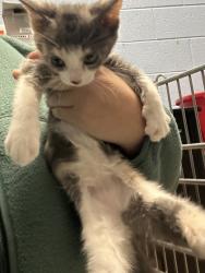 Shelter Stray Female Cat last seen , , GA, 3280 Chamblee Dunwoody Rd, Chamblee, GA 30341, USA