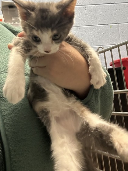 Shelter Stray Female Cat last seen , , GA, 3280 Chamblee Dunwoody Rd, Chamblee, GA 30341, USA