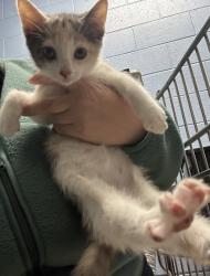 Shelter Stray Female Cat last seen , , GA, 3280 Chamblee Dunwoody Rd, Chamblee, GA 30341, USA