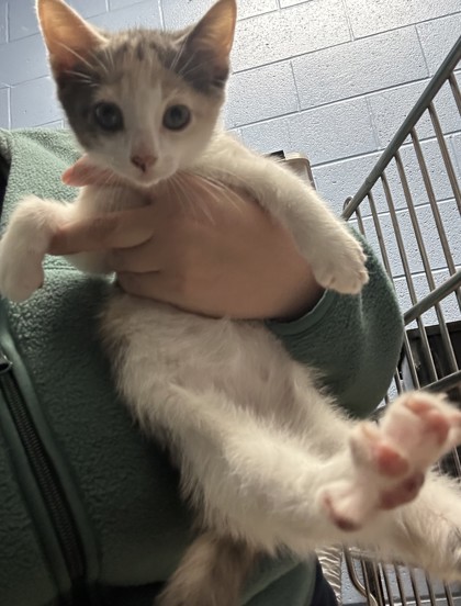Shelter Stray Female Cat last seen , , GA, 3280 Chamblee Dunwoody Rd, Chamblee, GA 30341, USA