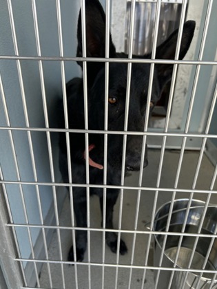 Shelter Stray Female Dog last seen S Blythe & W Jensen Ave, Fresno Zone Fresno CO 1A 93706, CA, 1510 W Dan Ronquillo Dr, Fresno, CA 93706, USA