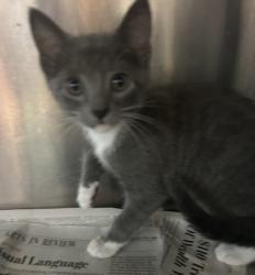 Shelter Stray Female Cat last seen , , GA, 3280 Chamblee Dunwoody Rd, Chamblee, GA 30341, USA