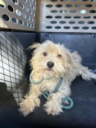 Shelter Stray Male Dog last seen S Blythe & W Jensen Ave, Fresno Zone Fresno CO 1A 93706, CA, 1510 W Dan Ronquillo Dr, Fresno, CA 93706, USA