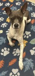 Shelter Stray Male Dog last seen , 75149, TX, 1650 Gross Rd, Mesquite, TX 75149, USA