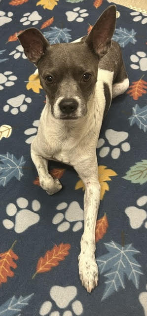 Shelter Stray Male Dog last seen , 75149, TX, 1650 Gross Rd, Mesquite, TX 75149, USA