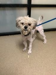 Shelter Stray Male Dog last seen Near S Hulen, South District, TX, 355 Hillshire Dr, Haslet, TX 76052, USA