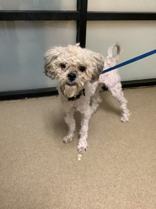 Shelter Stray Male Dog last seen Near S Hulen, South District, TX, 355 Hillshire Dr, Haslet, TX 76052, USA
