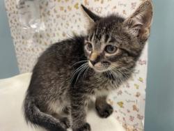Shelter Stray Male Cat last seen Friendly Village, 43551, OH, 827 Illinois Ave, Maumee, OH 43537, USA
