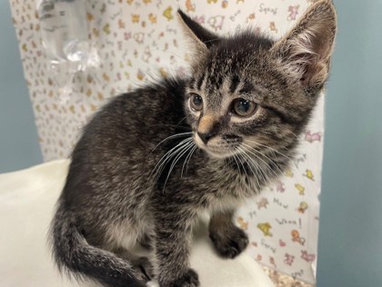 Shelter Stray Male Cat last seen Friendly Village, 43551, OH, 827 Illinois Ave, Maumee, OH 43537, USA