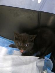 Shelter Stray Female Cat last seen , , CA, 1101 29th Ave, Oakland, CA 94601, USA
