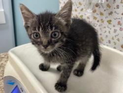 Shelter Stray Male Cat last seen Friendly Village, 43551, OH, 827 Illinois Ave, Maumee, OH 43537, USA