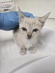 Shelter Stray Male Cat last seen Near Pleitner Ave, Oakland, CA, 1101 29th Ave, Oakland, CA 94601, USA