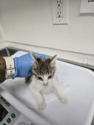 Shelter Stray Female Cat last seen Near Pleitner Ave, Oakland, CA, 1101 29th Ave, Oakland, CA 94601, USA