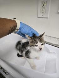 Shelter Stray Male Cat last seen Near Pleitner Ave, Oakland, CA, 1101 29th Ave, Oakland, CA 94601, USA