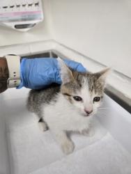 Shelter Stray Female Cat last seen Near Pleitner Ave, Oakland, CA, 1101 29th Ave, Oakland, CA 94601, USA