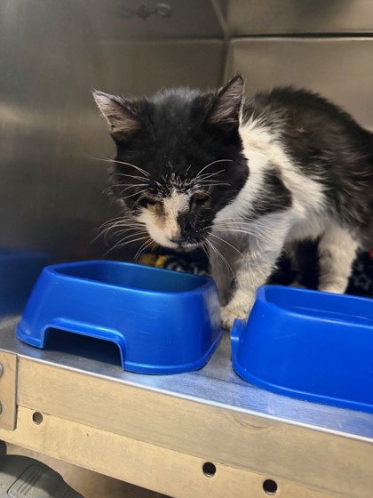 Shelter Stray Female Cat last seen , , CA, 1101 29th Ave, Oakland, CA 94601, USA