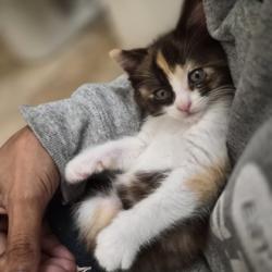 Shelter Stray Female Cat last seen VERNA WAY at AVALON DR, Sacramento County, CA, 6201 Florin Perkins Rd, Sacramento, CA 95828, USA