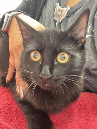 Shelter Stray Female Cat last seen Mayhew Rd at Micron Ave, Sacramento County, CA, 6201 Florin Perkins Rd, Sacramento, CA 95828, USA