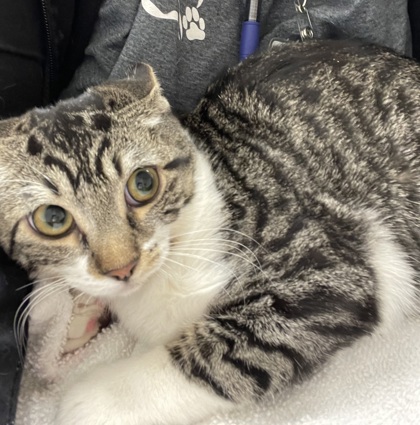 Shelter Stray Male Cat last seen Mayhew Rd at Micron Ave, Sacramento County, CA, 6201 Florin Perkins Rd, Sacramento, CA 95828, USA
