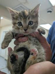 Shelter Stray Female Cat last seen Near TR RD 43 (ISLETA ACO), Isleta,, 1209 NM-314, Los Lunas, NM 87031, USA