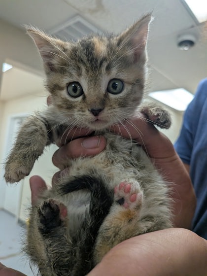 Shelter Stray Female Cat last seen Near TR RD 43 (ISLETA ACO), Isleta,, 1209 NM-314, Los Lunas, NM 87031, USA