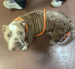 Shelter Stray Female Dog last seen Near Bristol Boulevard, SAN LEANDRO, CA, 94577, 8323 Baldwin St, Oakland, CA 94621, USA