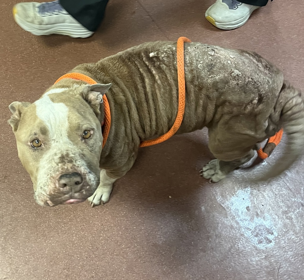 Shelter Stray Female Dog last seen Near Bristol Boulevard, SAN LEANDRO, CA, 94577, 8323 Baldwin St, Oakland, CA 94621, USA