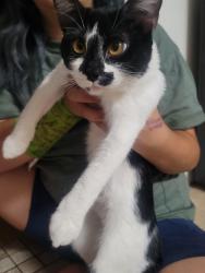 Found/Stray Female Cat last seen El Centro-Lions Park, La Habra, CA 90631