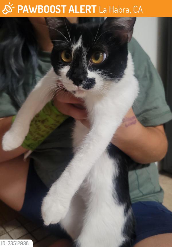 Found/Stray Female Cat last seen El Centro-Lions Park, La Habra, CA 90631