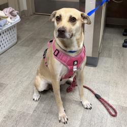 Shelter Stray Female Dog last seen Near Beyer, Chula Vista, CA, 91911, 5500 Gaines St, San Diego, CA 92110, USA