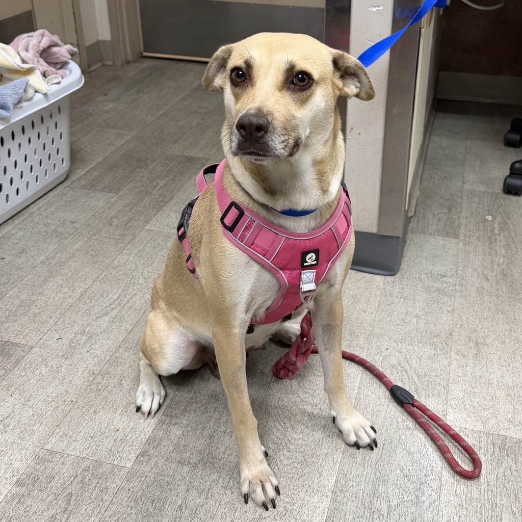 Shelter Stray Female Dog last seen Near Beyer, Chula Vista, CA, 91911, 5500 Gaines St, San Diego, CA 92110, USA