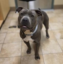 Shelter Stray Male Dog last seen SE 17th Ave & SE Tacoma St, PORTLAND, OR, 97202, 1700 W Historic Columbia River Hwy, Troutdale, OR 97060, USA