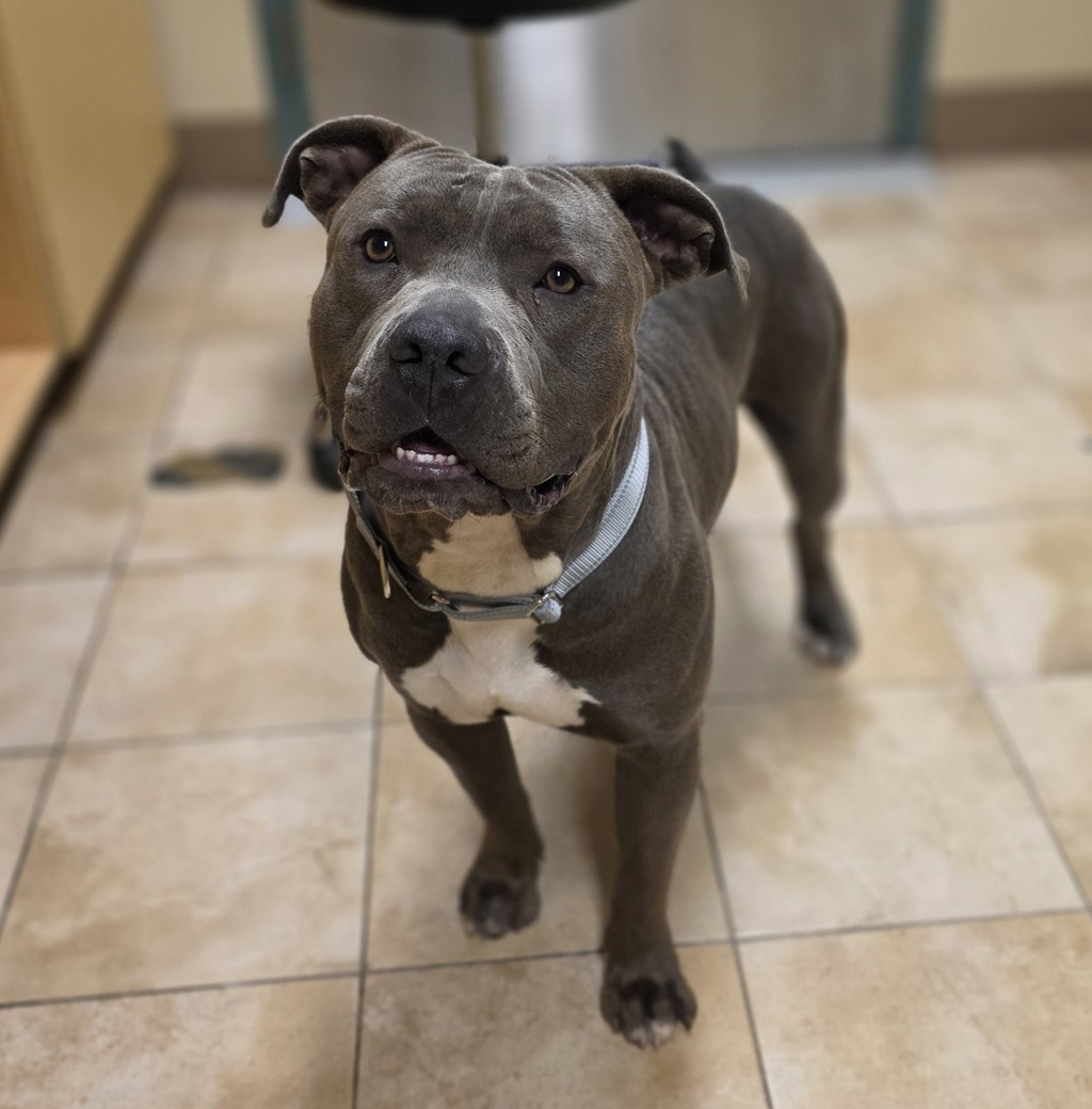 Shelter Stray Male Dog last seen SE 17th Ave & SE Tacoma St, PORTLAND, OR, 97202, 1700 W Historic Columbia River Hwy, Troutdale, OR 97060, USA