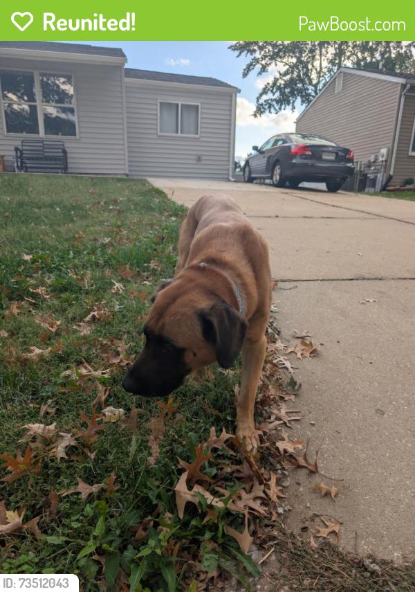 Reunited Male Dog last seen Wild Winds Drive, O'Fallon, MO 63368