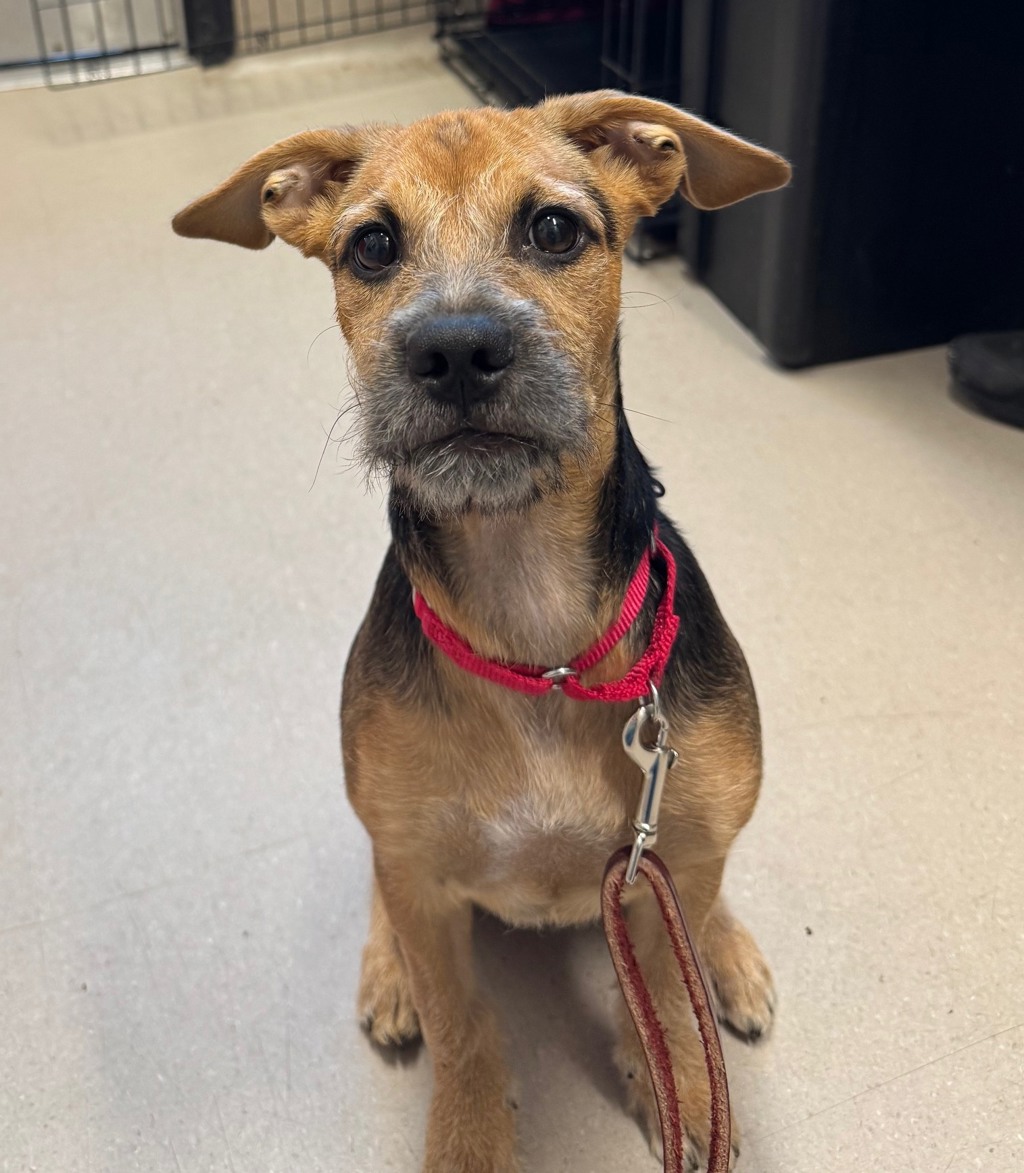 Shelter Stray Female Dog last seen Near N Mollison Avenue, El Cajon, CA, 92021, El Cajon, CA 92020, USA