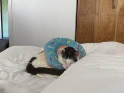 Shelter Stray Female Cat last seen Near 1/2 Glendale Avenue, San Diego, CA, 92102, 5500 Gaines St, San Diego, CA 92110, USA