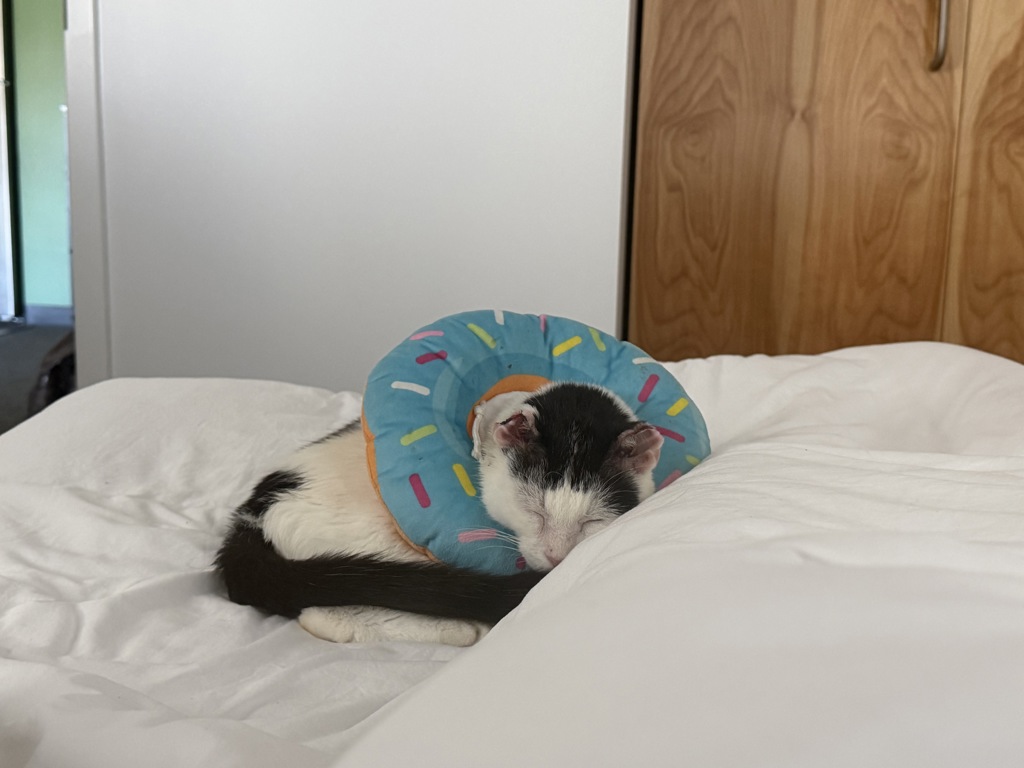 Shelter Stray Female Cat last seen Near 1/2 Glendale Avenue, San Diego, CA, 92102, 5500 Gaines St, San Diego, CA 92110, USA