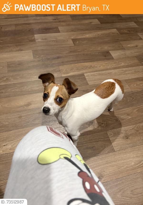 Found/Stray Female Dog last seen 17th street, Bryan, TX 77803