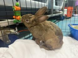 Shelter Stray Male Rabbit last seen Aqueduct Avenue, BRONX, NY, 10468, 326 E 110th St, New York, NY 10029, USA