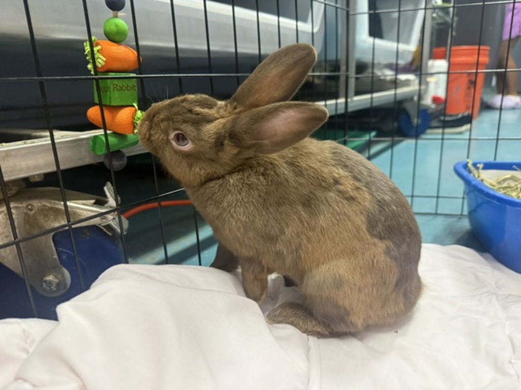 Shelter Stray Male Rabbit last seen Aqueduct Avenue, BRONX, NY, 10468, 326 E 110th St, New York, NY 10029, USA