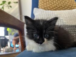 Shelter Stray Male Cat last seen San Diego, CA, 92111, 5500 Gaines St, San Diego, CA 92110, USA